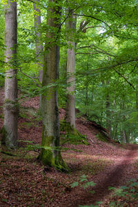 Trees growing in forest