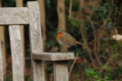 Bird perching on wooden wall