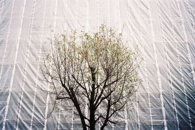 Close-up of bare tree against sky