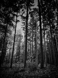 Low angle view of trees in forest