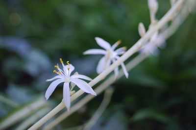 Close-up of white flowers blooming outdoors