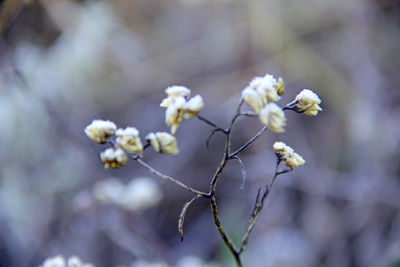 Close-up of white flowering plant