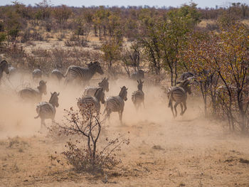 Flock of sheep on tree