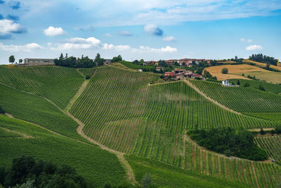 Scenic view of agricultural field against sky