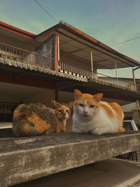 Cat relaxing in front of my neighbour house