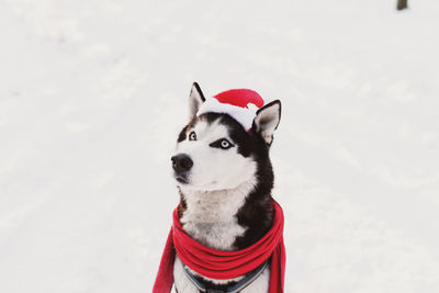 Christmas husky dog in red scarf, attire and santa's hat in the snowy forest. christmas postcard