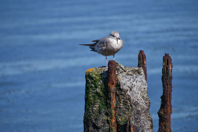 Close-up of bird perching on wooden post by sea