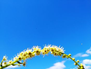 Low angle view of flowering plant against clear blue sky