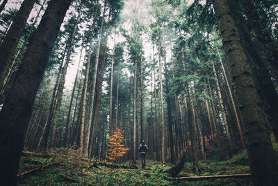 Low angle view of trees in forest against sky