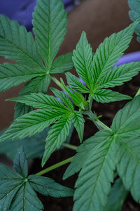 Close-up of green leaves