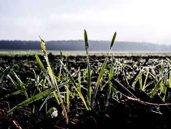 Close-up of plants growing on field against sky