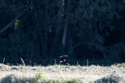 Bird perching on a field