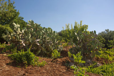 Plants growing on field against sky