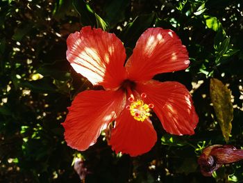 Close-up of red flower blooming in park