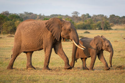 African bush elephant and calf cross grassland