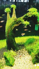 Close-up of turtle in aquarium