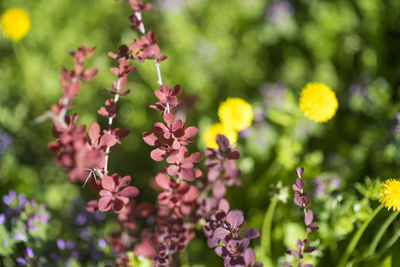 Close-up of pink flowering plants