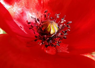 Close-up of red flower