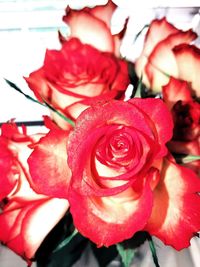 Close-up of red rose blooming outdoors