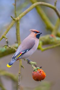 Close-up of bird perching on branch