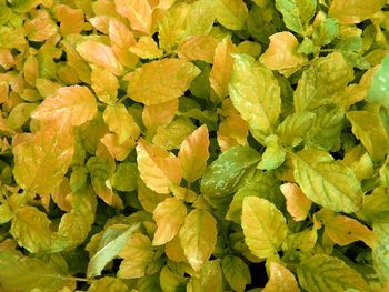 Full frame shot of yellow flowering plant