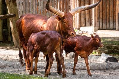 Cows standing in a horse