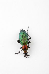 High angle view of insect on wall