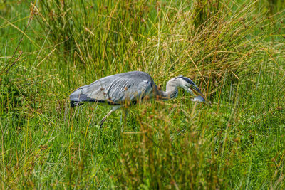 Side view of a duck on field