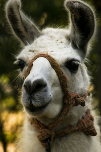 Close-up portrait of a horse