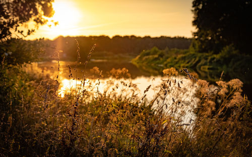 Plants growing on field against sky during sunset