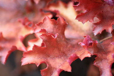 Close-up of autumn leaves