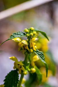 Close-up of yellow flowering plant