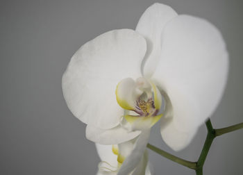 Close-up of white flowers