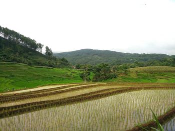 Scenic view of agricultural field against sky