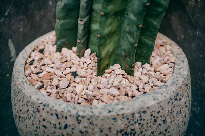 High angle view of potted plant on pebbles