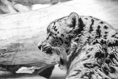 Black and white profile portrait of a snow leopard