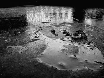 Reflection of bird in puddle