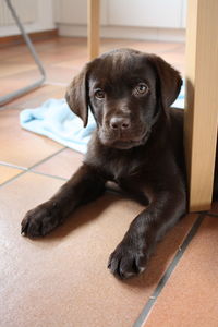 Cute puppy sitting on the floor looking at camera