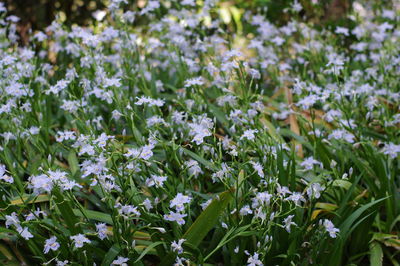 Close-up of white flowers blooming in field