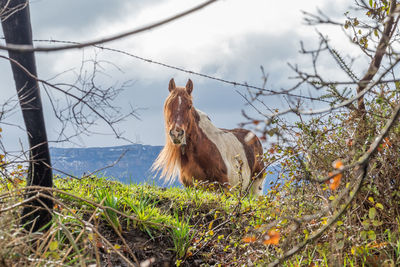 View of an animal on field