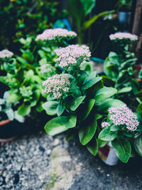 plant