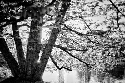 Reflection of trees in lake