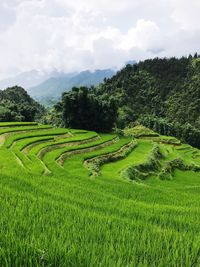 Scenic view of rice field against sky