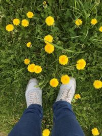 Low section of person standing on yellow flowering plants