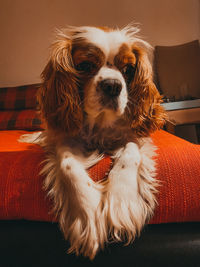 Portrait of dog sitting on sofa at home