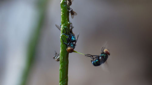 Close-up of insect on plant