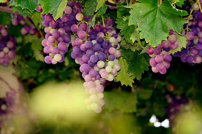 Close-up of grapes growing in vineyard