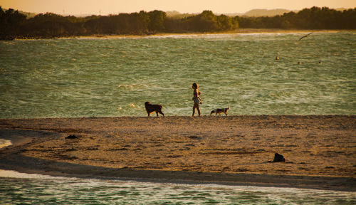 Silhouette dog on beach