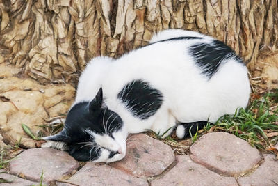 Close-up of cat sleeping on rock