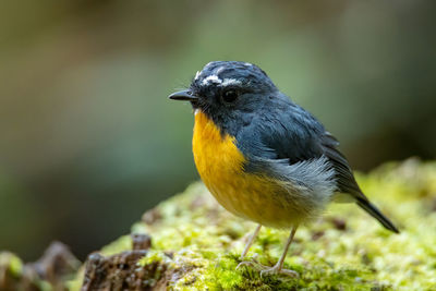 Close-up of bird perching on a plant